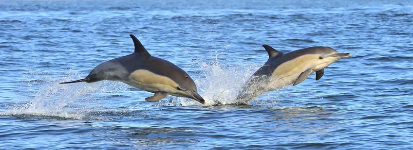 ‘We Have No Whales to Watch’ Says West Cork Business as It Ends Season Early — And Blames Overfishing of Sprat