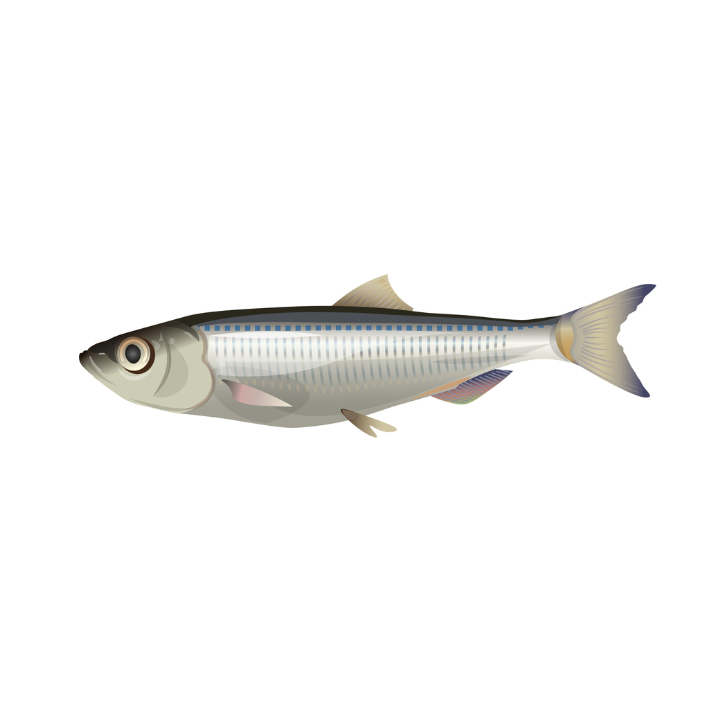 Irish Sprat Near Extinction Due to Unregulated Over Fishing